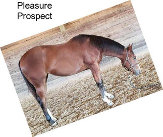 Pleasure Prospect