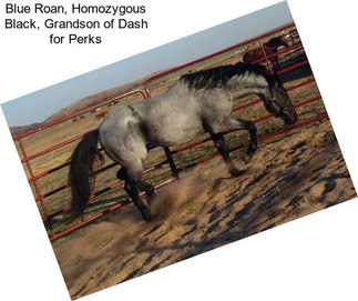 Blue Roan, Homozygous Black, Grandson of Dash for Perks