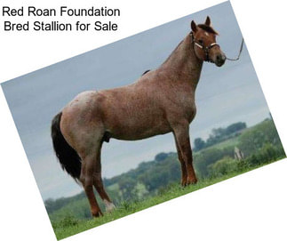 Red Roan Foundation Bred Stallion for Sale