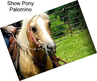 Show Pony Palomino