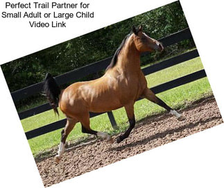 Perfect Trail Partner for Small Adult or Large Child Video Link
