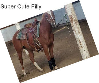 Super Cute Filly