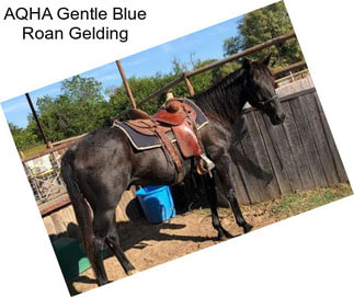 AQHA Gentle Blue Roan Gelding