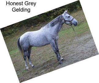 Honest Grey Gelding