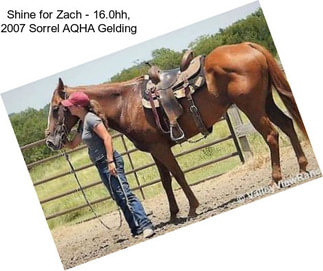 Shine for Zach - 16.0hh, 2007 Sorrel AQHA Gelding