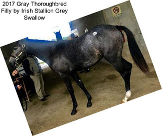 2017 Gray Thoroughbred Filly by Irish Stallion Grey Swallow