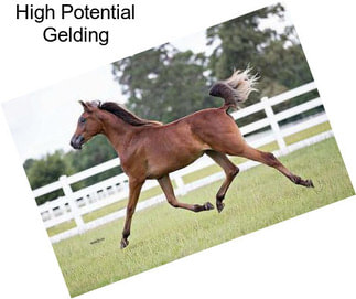 High Potential Gelding