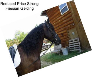 Reduced Price Strong Friesian Gelding