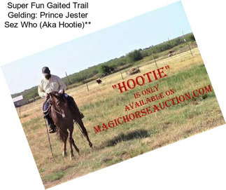 Super Fun Gaited Trail Gelding: Prince Jester Sez Who (Aka Hootie)**