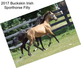 2017 Buckskin Irish Sporthorse Filly