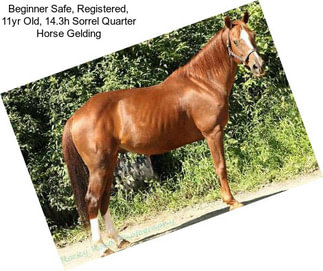 Beginner Safe, Registered, 11yr Old, 14.3h Sorrel Quarter Horse Gelding