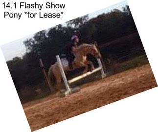 14.1 Flashy Show Pony *for Lease*