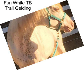 Fun White TB Trail Gelding
