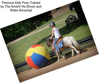 Precious Kids Pony Trained by The Amish! He Drives and Rides Amazing!