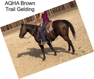 AQHA Brown Trail Gelding