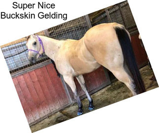 Super Nice Buckskin Gelding