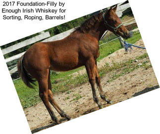 2017 Foundation-Filly by Enough Irish Whiskey for Sorting, Roping, Barrels!