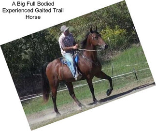 A Big Full Bodied Experienced Gaited Trail Horse