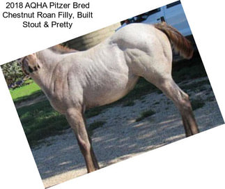 2018 AQHA Pitzer Bred Chestnut Roan Filly, Built Stout & Pretty