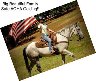 Big Beautiful Family Safe AQHA Gelding!!