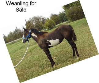 Weanling for Sale