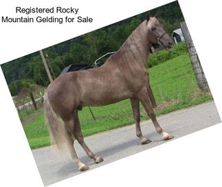 Registered Rocky Mountain Gelding for Sale