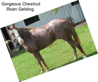 Gorgeous Chestnut Roan Gelding.