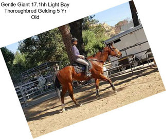 Gentle Giant 17.1hh Light Bay Thoroughbred Gelding 5 Yr Old