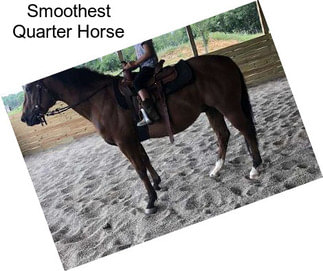 Smoothest Quarter Horse