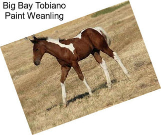 Big Bay Tobiano Paint Weanling