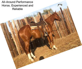 All-Around Performance Horse, Experienced and Reliable