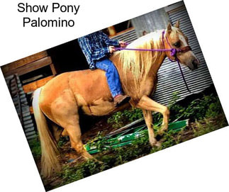 Show Pony Palomino