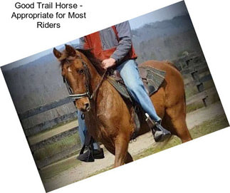 Good Trail Horse - Appropriate for Most Riders