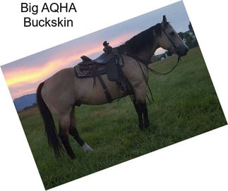 Big AQHA Buckskin