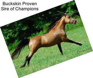Buckskin Proven Sire of Champions