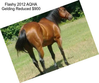 Flashy 2012 AQHA Gelding Reduced $900