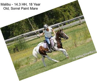 Malibu - 14.3 HH, 18 Year Old, Sorrel Paint Mare