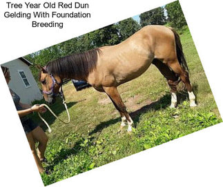 Tree Year Old Red Dun Gelding With Foundation Breeding