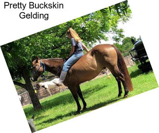 Pretty Buckskin Gelding