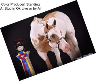 Color Producer! Standing At Stud in Ok Live or by Ai