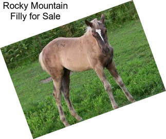 Rocky Mountain Filly for Sale