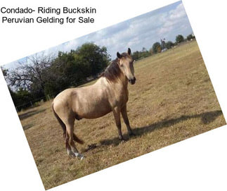 Condado- Riding Buckskin Peruvian Gelding for Sale