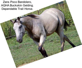 Zans Poco Bandolero, AQHA Buckskin Gelding. Dependable Trail Horse.