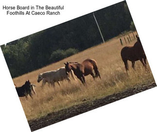 Horse Board in The Beautiful Foothills At Caeco Ranch
