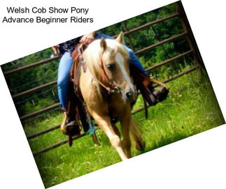 Welsh Cob Show Pony Advance Beginner Riders