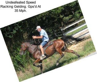 Undeafeated Speed Racking Gelding. Gps\'d At 35 Mph.