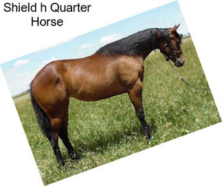 Shield h Quarter Horse