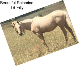 Beautiful Palomino TB Filly