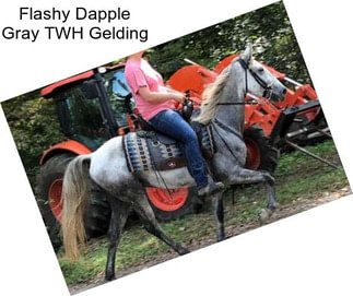 Flashy Dapple Gray TWH Gelding