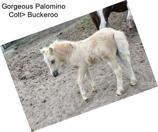 Gorgeous Palomino Colt> Buckeroo